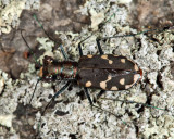 Eastern Red-bellied Tiger Beetle - Cicindelidia rufiventris hentzii