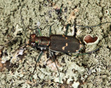 Eastern Red-bellied Tiger Beetle - Cicindelidia rufiventris hentzii