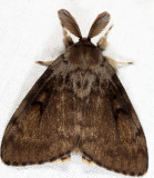 8318 - Gypsy Moth - Lymantria dispar