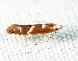 0808 - Cameraria australisella