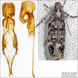 2079 - Chionodes fuscomaculella