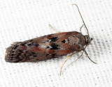 5797 - Black-spotted Leafroller - Sciota virgatella