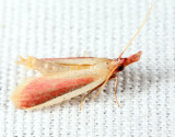 6053 - Carmine Snout Moth - Peoria approximella