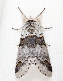 7939 - Western Furcula - Furcula occidentalis