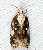3743 – Exasperating Platynota – Platynota exasperatana