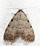 8992 - Three-spotted Nola - Nola triquetrana