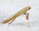 Caloptilia sp.