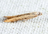 1725 - Stereomita andropogonis