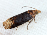 2929 - Buff-tipped Eucosma - Eucosma ochroterminana