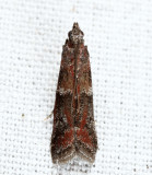 6001 – Ephestiodes infimella