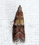 6001 – Ephestiodes infimella
