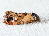 3776 - Hoffman's Cochlid - Cochylis hoffmanana