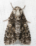 9254 - Afflicted Dagger - Acronicta afflicta