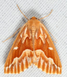 6864 - Northern Pine Looper - Caripeta piniata