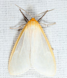 8230 - Delicate Cycnia - Cycnia tenera