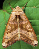 9547 - Brown Angle Shades - Phlogophora periculosa
