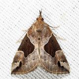 8441 - Flowing-line Hypena - Hypena manalis