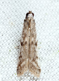 5946.2 - Phycitodes reliquellum