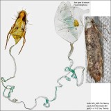 2413 – Swammerdamia caesiella