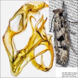 1792 – Coleotechnites atrupictella