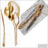 2479 – Speckled Argyresthia Moth – Argyresthia subreticulata