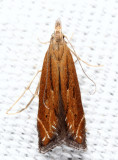 1694 - Isophrictis magnella
