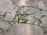Cape May Warbler - Setophaga tigrina