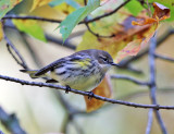 Yellow-rumped Warbler - Setophaga coronata
