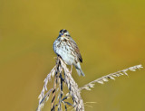 Savannah Sparrow - Passerculus sandwichensis