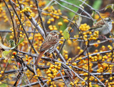 Fox Sparrow - Passerella iliaca