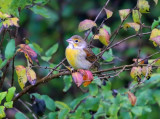 Dickcissel - Spiza americana