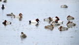 Canvasback - Aythya valisineria