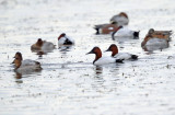 Canvasback - Aythya valisineria