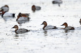 Canvasback - Aythya valisineria
