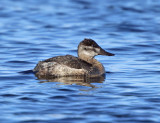 Ruddy Duck - Oxyura jamaicensis