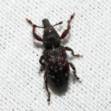 Hylobius radicis