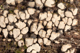 Crust Fungi