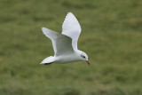Zwartkopmeeuw / Mediterranean Gull