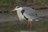 Blauwe Reiger / Grey Heron
