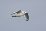Ross' Meeuw / Ross's Gull
