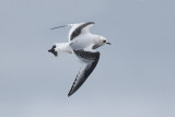 Ross' Meeuw / Ross's Gull