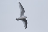 Ross' Meeuw / Ross' Gull