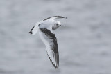 Ross' Meeuw / Ross's Gull