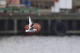 Ross' Meeuw / Ross's Gull