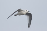 Ross' Meeuw / Ross's Gull