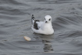 Ross' Meeuw / Ross's Gull