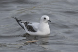 Ross' Meeuw / Ross's Gull