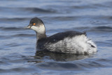 Geoorde Fuut / Black-necked Grebe