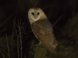 Kerkuil / Barn Owl