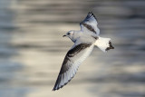 Ross' Meeuw / Ross's Gull